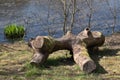 For tired travelers, an old curved log on the lake