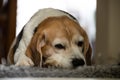 A tired tricolor beagle lies on a carpet