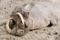 Tired warthog Royalty Free Stock Photo