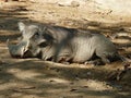 A tired warthog resting on the ground in profile view