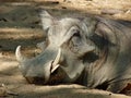 A tired warthog resting on the ground in profile view