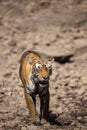 Tired, weak and hungry tiger from days. Wild cat in natural habitat at ranthambore national park, Rajasthan