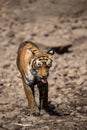 Tired, weak and hungry tiger from days. Wild cat in natural habitat at ranthambore national park, Rajasthan