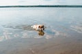 Tired wet dog jack russell terrier swimming in water, outdoors. Playful purebred pet in lake or river. Royalty Free Stock Photo