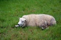 Tired white sheep lying on green grass photography