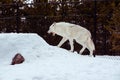 A tired wolf is yawning with the snow in the winter in the relax time Royalty Free Stock Photo