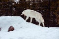 A tired wolf is yawning with the snow in the winter in the relax time Royalty Free Stock Photo