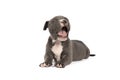 Tired and yawning purebred American Bully or Bulldog pup with blue and white fur lying down isolated on a white background