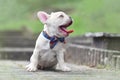 Tired yawning 7 weeks lilac fawn colored French Bulldog dog puppy wearing a bow tie