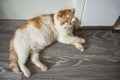 tired yellow Exotic shorthair cat sleep Royalty Free Stock Photo