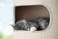 Cat sleeping inside of scratching barrel