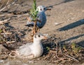 Tired young gull sitting down and resting