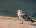 Tired young gull sitting at the edge of the water