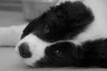 A Tired Young Male Landseer ECT pup - Black and White Royalty Free Stock Photo