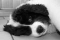 A Tired Young Male Landseer ECT pup - Black and White Royalty Free Stock Photo