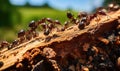 The tireless ants work together to bring sustenance to their lair