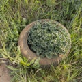 Tires buried and abandoned in the field Royalty Free Stock Photo