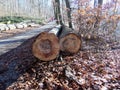 Tires of felled trees. Autumn sunny day in the forest.