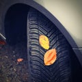 Tires with leaves and car on wet road in autumn season. Foggy and dangerous driving - concept for traffic and road safety