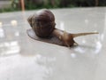 tiring snail journey Royalty Free Stock Photo