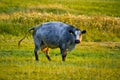 A Tirloer Gauvieh on a meadow in Hesse, Germany Royalty Free Stock Photo