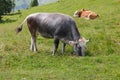 The Tiroler Grauvieh cow (Oberinntaler Grauvieh)