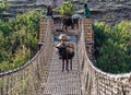 Tis Issat, Ethiopia - Feb 05, 2020: Donkey on a hanging bridge over the Blue Nile in Ethiopia