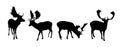 Vector black silhouettes of fallow deers isolated on white background Royalty Free Stock Photo