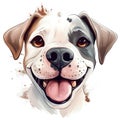 Drawn and Colored of Cute Boxer Dog Portrait on White Background