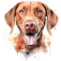 Drawn and Colored of Cute Hungarian Vizsla Dog Portrait on White Background