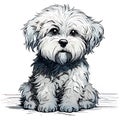 Drawn and Colored of Cute Maltipoo Dog Portrait on White Background