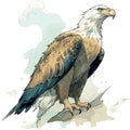 Drawn and Colored of Bald Eagle on White Background Royalty Free Stock Photo