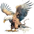 Drawn and Colored of Bald Eagle on White Background Royalty Free Stock Photo