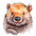 Drawn and Colored of Cute Little Wombat Portrait on White Background Royalty Free Stock Photo