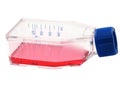 Tissue culture flask with red liquid