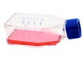 Tissue culture flask with red liquid