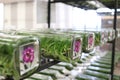 Tissue culture orchids are in glass bottle and purple orchid picture type at bottom.