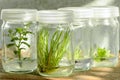 Tissue culture plant. Royalty Free Stock Photo