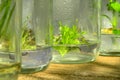 Tissue culture plant.