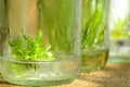 Tissue culture plant. Royalty Free Stock Photo