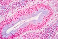Tissue of Stomach Human, Small intestine Human, Pancreas Human and Large intestine Human under the microscope. Royalty Free Stock Photo