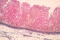 Tissue of Stomach Human, Small intestine Human, Pancreas Human and Large intestine Human under the microscope.