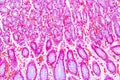 Tissue of Stomach under the microscope for education. Royalty Free Stock Photo