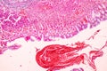 Tissue of Stomach under the microscopic, Physiology of the stomach for education in laboratory. Royalty Free Stock Photo