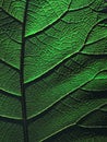 green leaf closeup detail