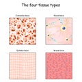 Tissue types. connective, muscle, nervous, and epithelial cells Royalty Free Stock Photo