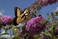 Tiswallowtail, Papilio Glaucus