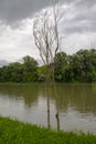 The Tisza river in early Summer in South Hungary