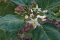 Tit begun or Turkey berry, Solanum torvum Royalty Free Stock Photo