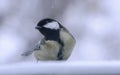 The tit behind the window